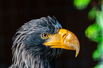 The bird