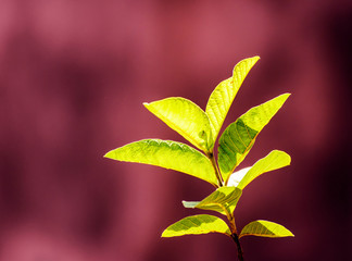 Guava Leaves Pictures
