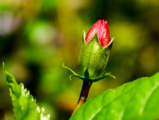 hibiscus flower bud in the garden