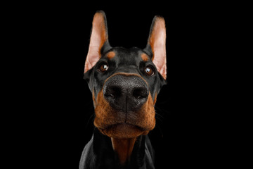 Closeup Portrait of Doberman Dog peeking in camera on isolated Black background