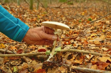 man's hand is picking edible parasol mushroom (Macrolepiota procera) in autumn. Very tasty and...