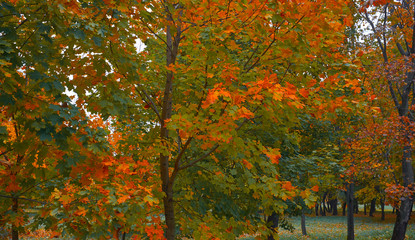 Autumn maple leaves with natural beautiful color