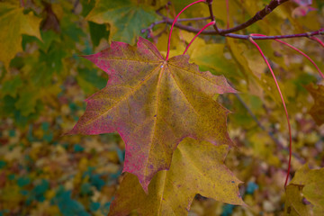 Autumn maple leaves with natural beautiful color