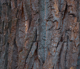 A very old tree bark texture on a big tree