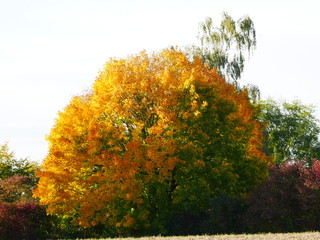 Laupheim, Deutschland: Ein Baum im goldenen Oktober