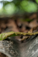 Beautiful autumn landscape falling House Roof Top with bokeh effect sunlight background.