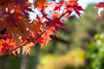 Fototapeta premium Multi-colored maple leaves.