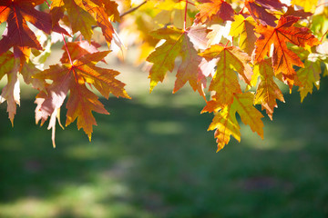 Multi-colored maple leaves.