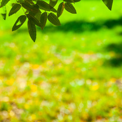 Fototapeta na wymiar Green leaves close-up.
