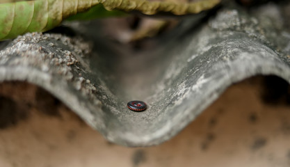 Sleep in the shade of dry leaves on the roof of the millipedes house