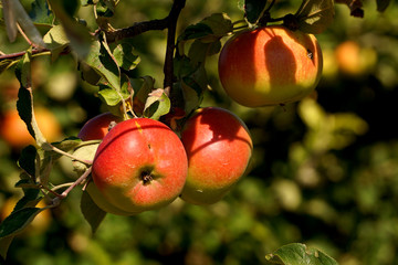 Obst - Äpfel