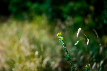 Little yellow flower