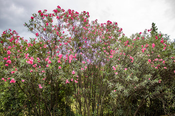 Blooming trees in red flowers on the Black Sea coast in Sochi