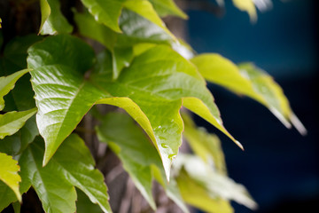 Close-up photo of green leaves in spring sunny day. 