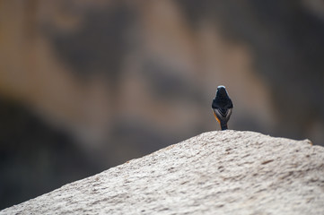 Rotschwanz von hinten