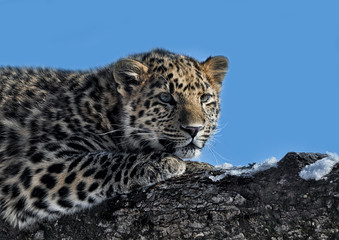 Jeune  léopard