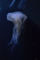 Closeup beautiful jellyfish swimming in the deep blue sea
