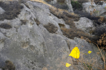 goldenes Herbstblatt im Gebirge