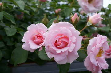 Yellow rose in botanical garden