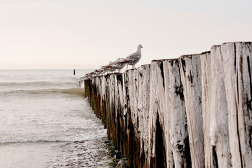 fence on the beach