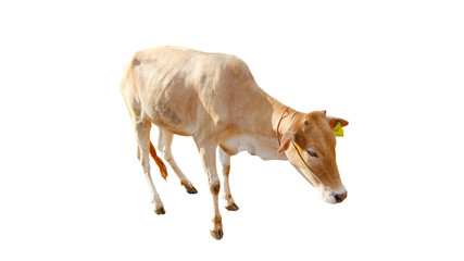 Chalale Cattle lying on a white background