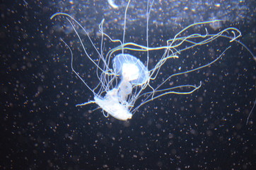 Closeup beautiful jellyfish swimming in the deep blue sea