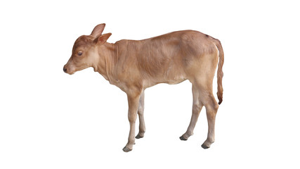 Chalale Cattle lying on a white background