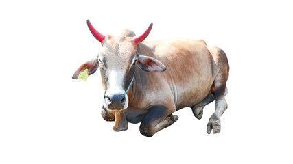Chalale Cattle lying on a white background