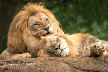African lions resting on a rock