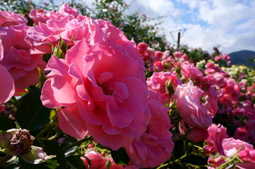 Yellow rose in botanical garden