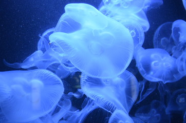 Closeup beautiful jellyfish swimming in the deep blue sea