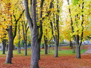 Laupheim, Deutschland: Im Park an der Festwiese des Kinder- und Heimatfests fallen die Blätter der Kastanien