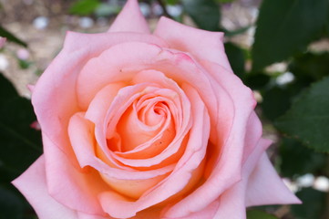 Pink roses in the botanical garden