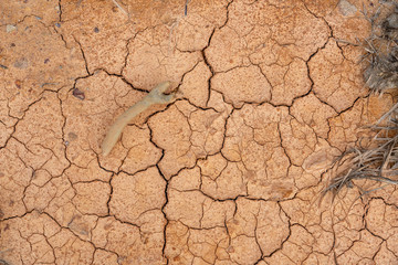 Dry and cracked soil with  dead tree