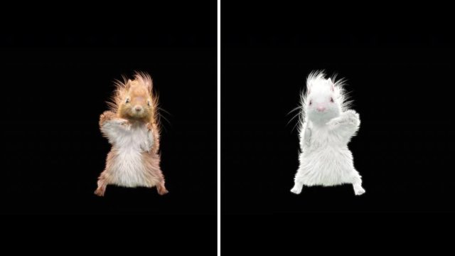 Title: Squirrel, dance, 3d, rendering, animal, realistic, Animation, Loop, dance, composition, 3d mapping ,cartoon , (with Alpha Channel), 4K