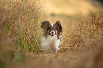 Happy and crazy papillon dog running fast in the field. Cute dog breed continental toy spaniel having fun outdoors - obrazy, fototapety, plakaty