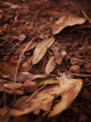  Many leaves