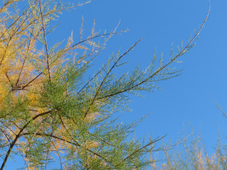 branches of tamarix against blue sky