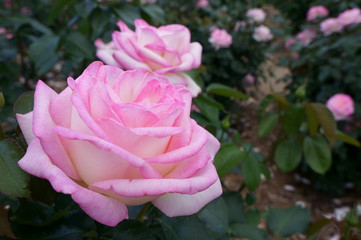 Pink roses in the botanical garden