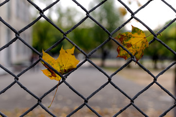 Two leaves in mesh.