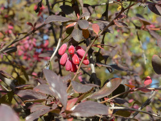 Obraz premium branch of barberry bush