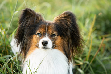 Beautiful papillon dog lying in the green grass field in summer. Continental toy spaniel outdoors. Close-up
