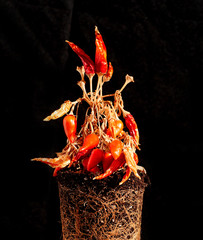paprika, dry