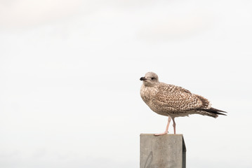 Young sea gull perched on top of a metal post