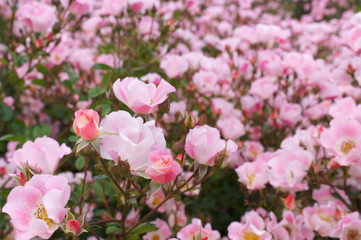Naklejka na ściany i meble Pink roses in the botanical garden