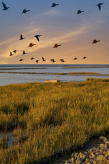 überwinternde Nonnengänse (Branta leucopsis) an der Nordsee,Wattenmeer Nationalpark,Deutschland