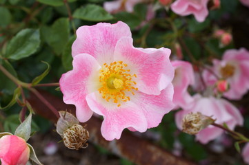 Fototapete bei efototapeten.de bestellen   