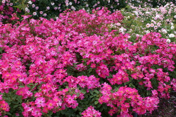 Obraz na płótnie Canvas Pink roses in the botanical garden
