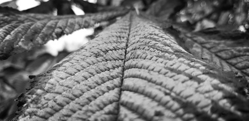 Black and white leaf in spring 