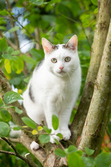 Naklejka na ściany i meble white cat between fresh green leaves of apple tree